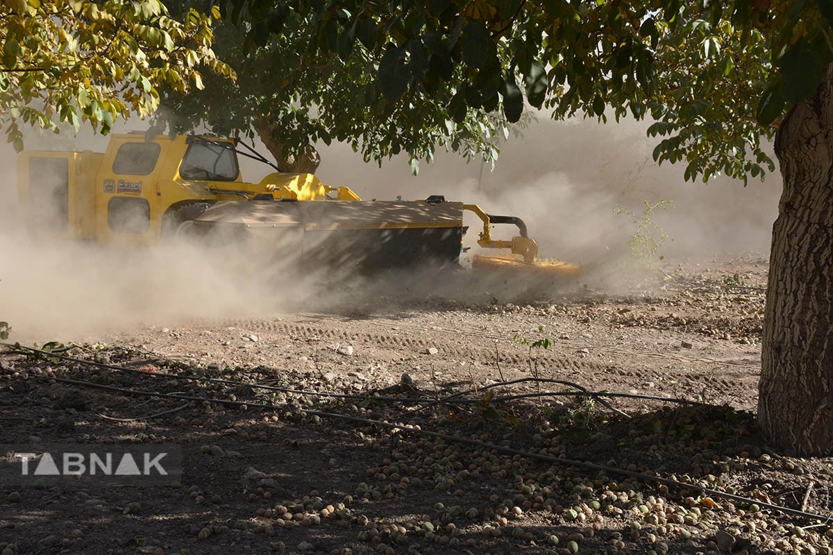 برداشت گردو اصلاح شده با دستگاه مکانیزه برداشت گردو اصلاح شده با دستگاه مکانیزه