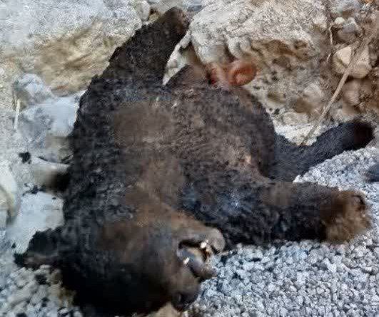 شکار بی رحمانه خرس ۵ ساله در دنا شکار بی رحمانه خرس ۵ ساله در دنا