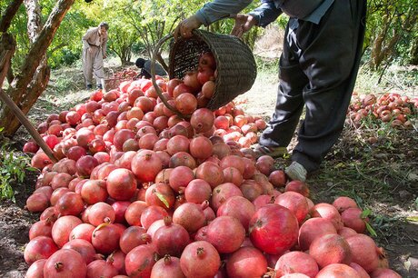 ۲۰ هزار تن انار از باغات کردستان به بازار رسید / ضرورت ایجاد صنایع تبدیلی برای محصولی با ظرفیت بالا ۲۰ هزار تن انار از باغات کردستان به بازار رسید / ضرورت ایجاد صنایع تبدیلی برای محصولی با ظرفیت بالا