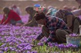 زعفران خراسان شمالی؛ نماد تلاش کشاورزان و محور توسعه اقتصادی استان است