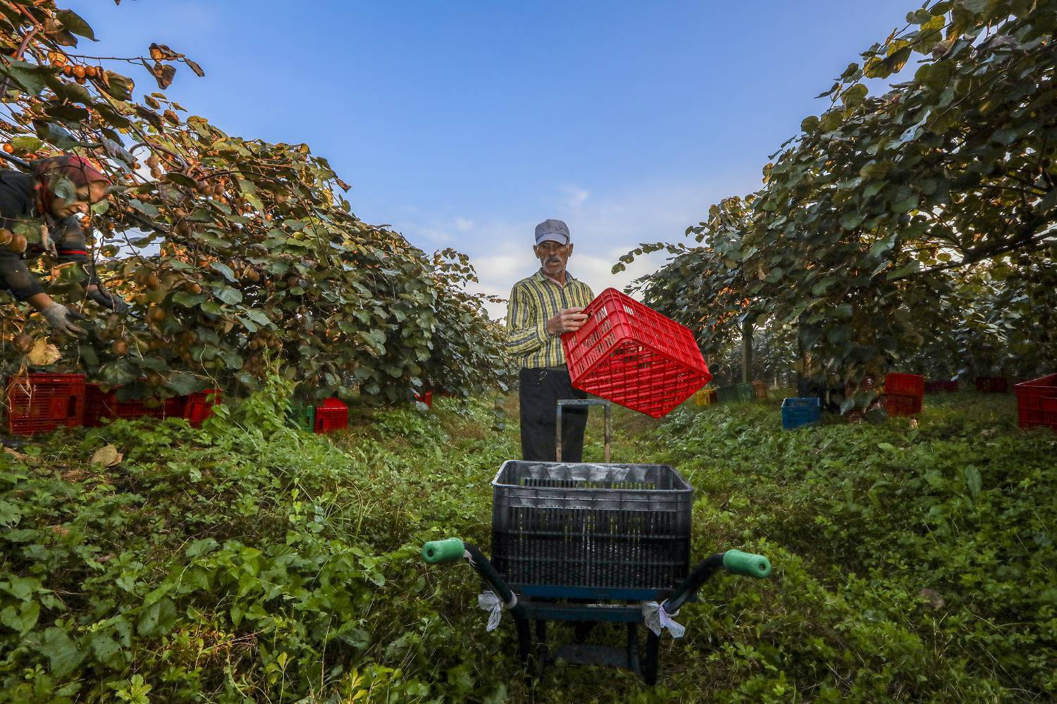 به دوش کشیدن بار زندگی با دستان پر از میوه/ روایت معیشت و شرافت زنانه به دوش کشیدن بار زندگی با دستان پر از میوه/ روایت معیشت و شرافت زنانه