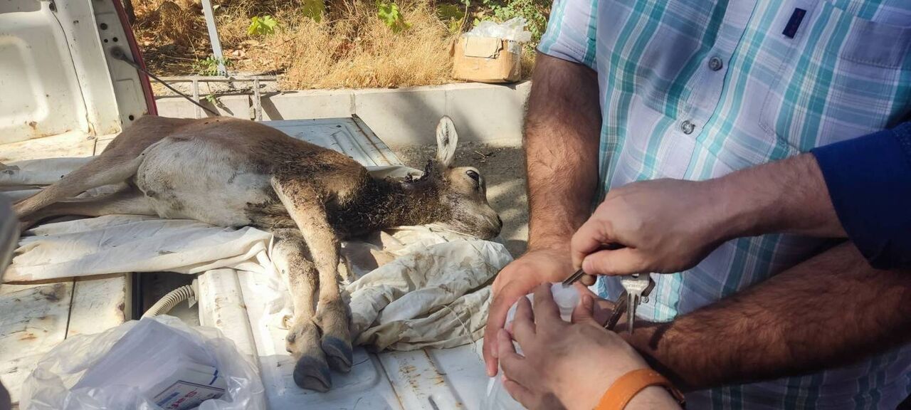 کشف لاشه میش و بره وحشی از منزل شکارچی متخلف در قم